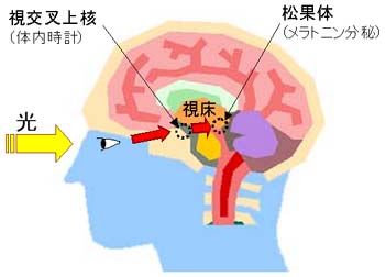 https://portal.lighttherapy.jp/images/brain.jpg